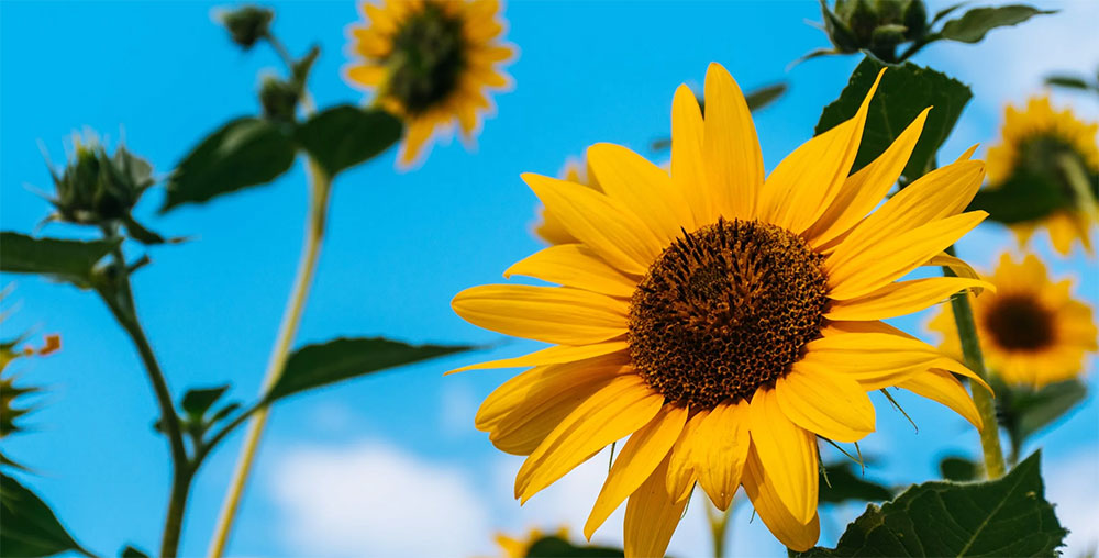 sunflowers